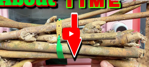Tidak disangka akan selaris ini,,, Padahal hanya modal Ranting bambu || Ide usaha di kampung